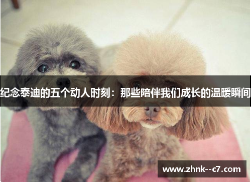 纪念泰迪的五个动人时刻：那些陪伴我们成长的温暖瞬间